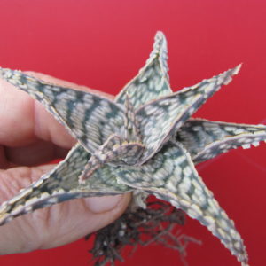 Aloe   Doran  Black     hybr.