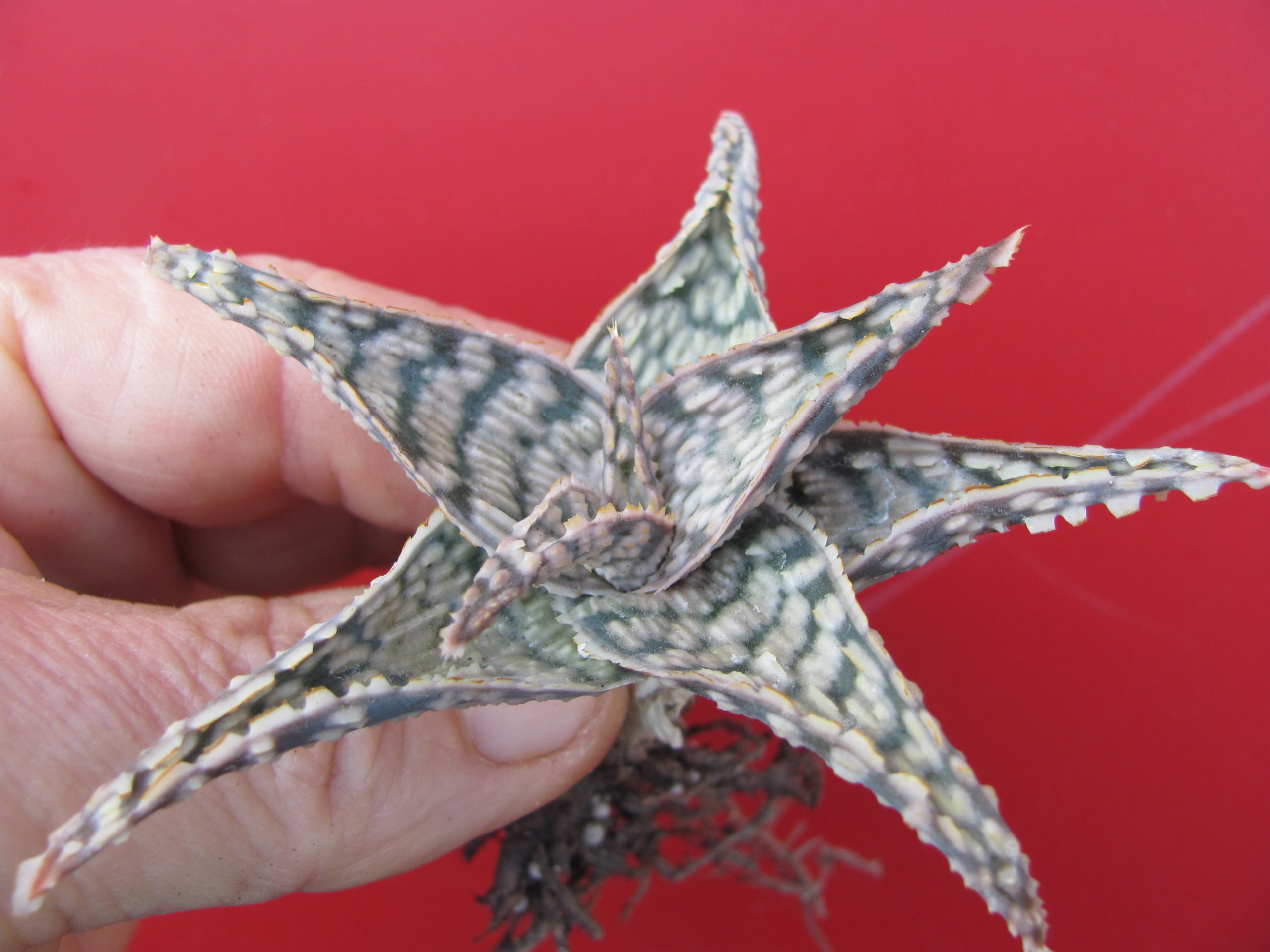 Aloe   Doran  Black     hybr.