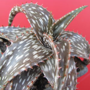 Aloe  somaliense