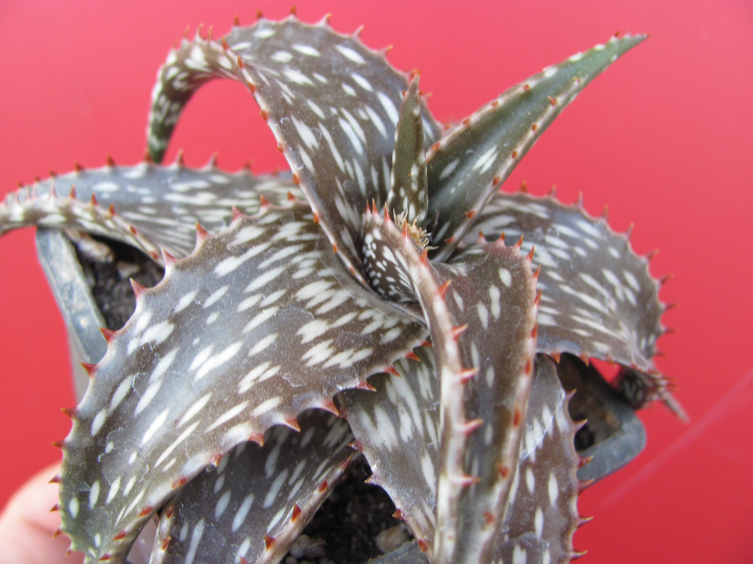 Aloe  somaliense