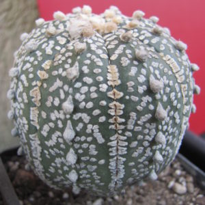 Astrophytum   Super kabuto