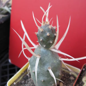 Tephrocactus   articulatus  papyracanthus