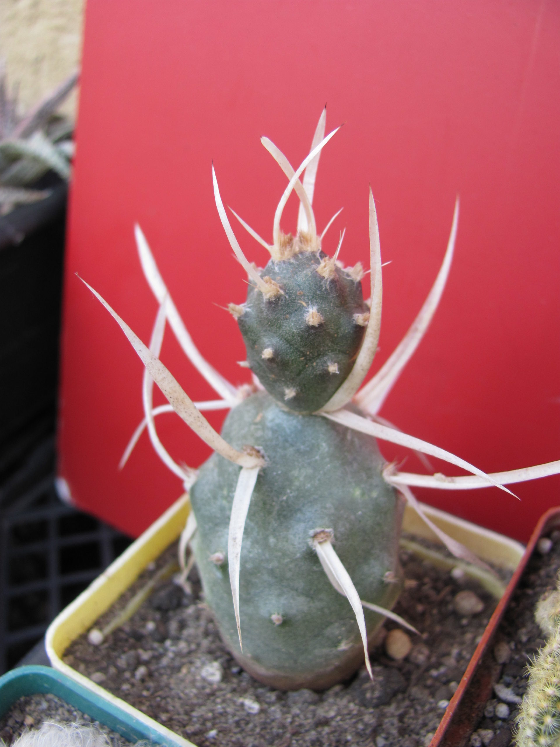 Tephrocactus   articulatus  papyracanthus