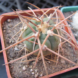 Gymnocalycium   cardenasianum   longispinum