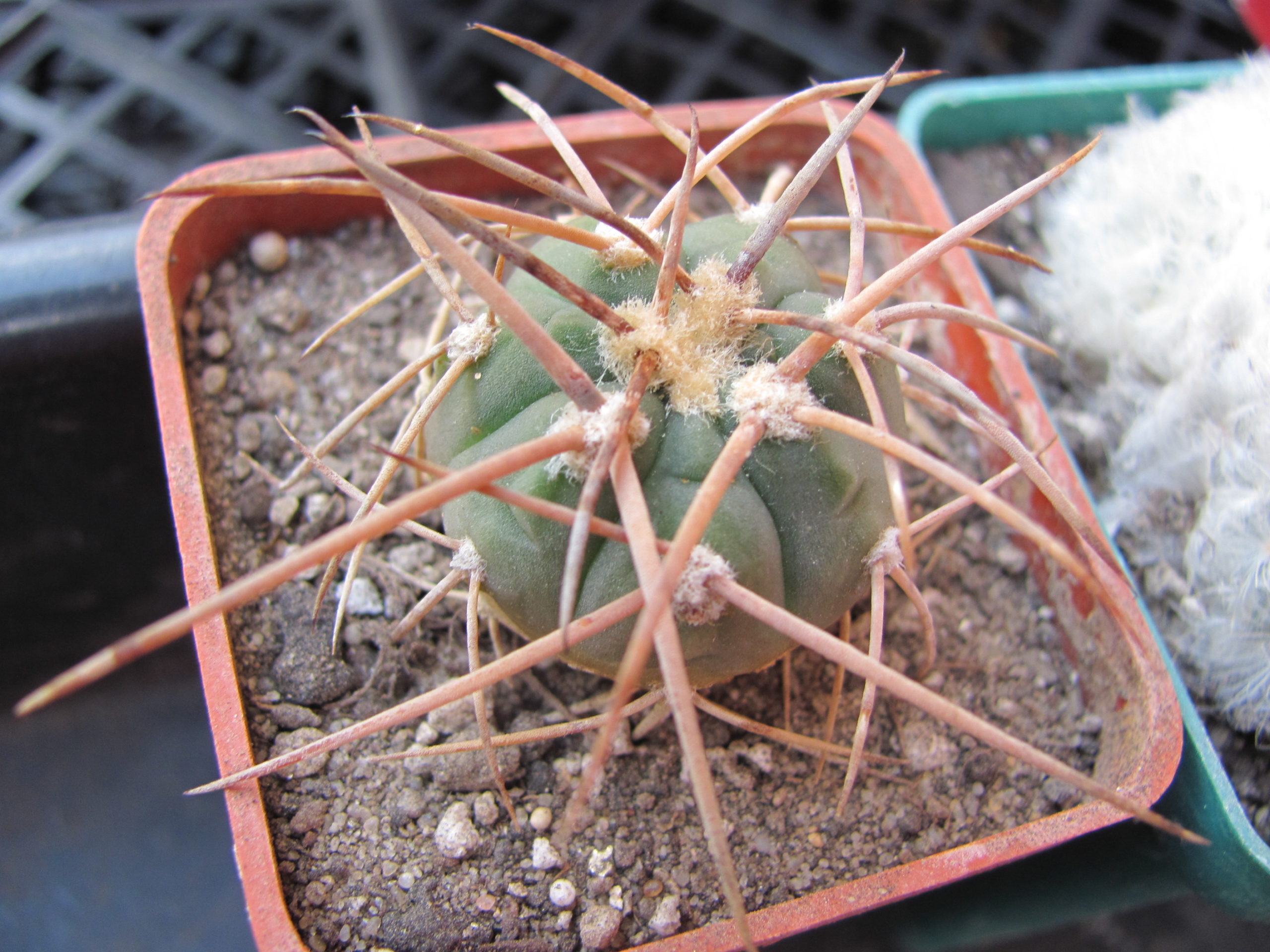Gymnocalycium   cardenasianum   longispinum