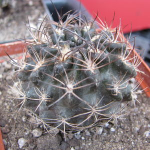 Neoporteria   nigriscoparia