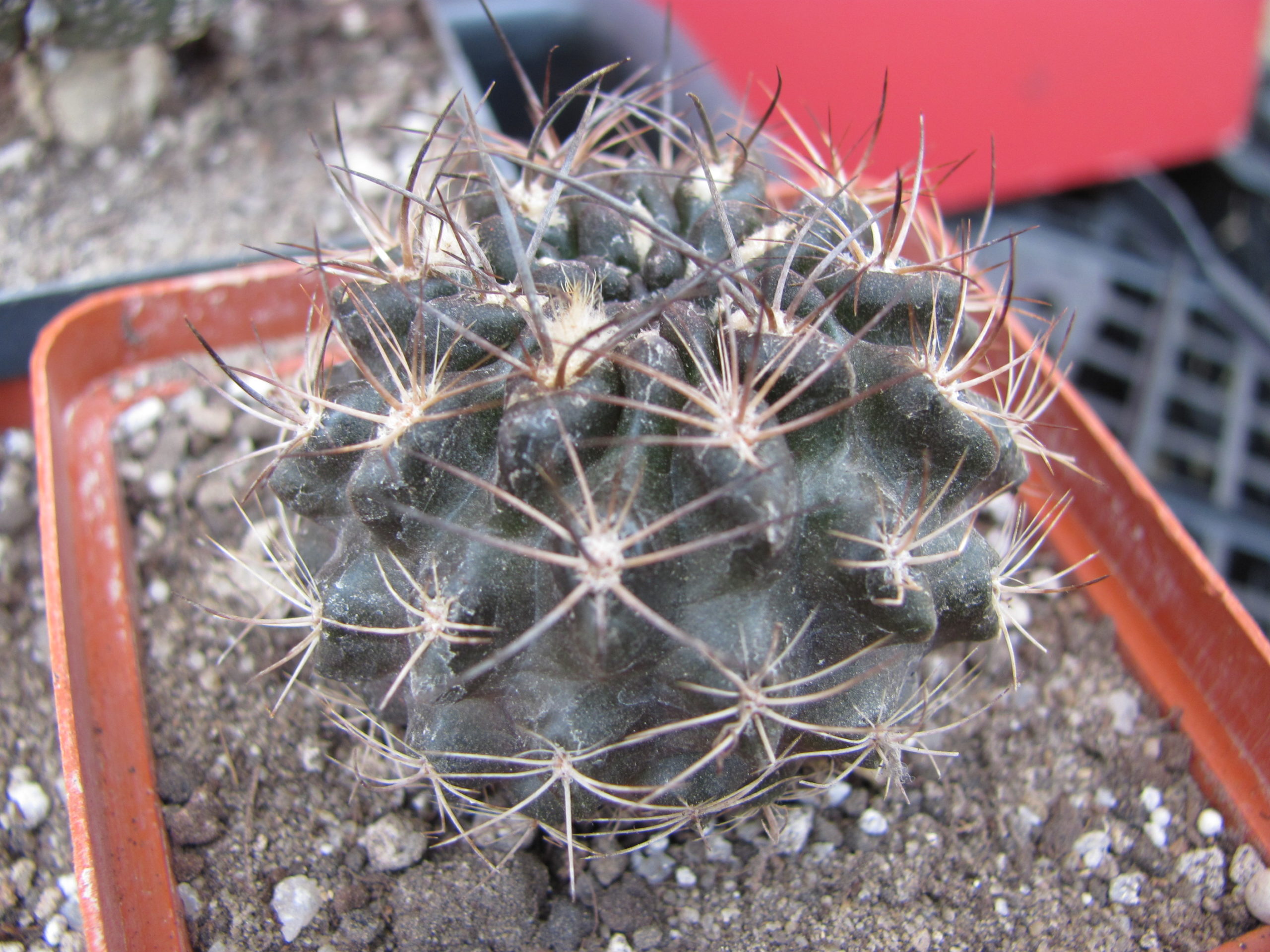 Neoporteria   nigriscoparia