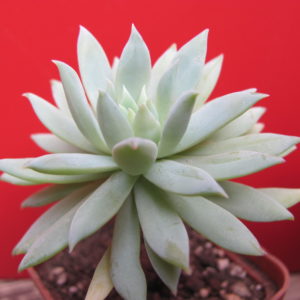 Dudleya farinosa