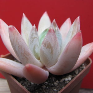 Echeveria  hookeri