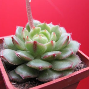 Echeveria   derosa