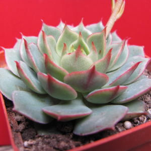 Echeveria   Ramillete