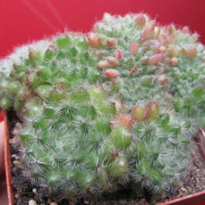 Echeveria setosa   cristata