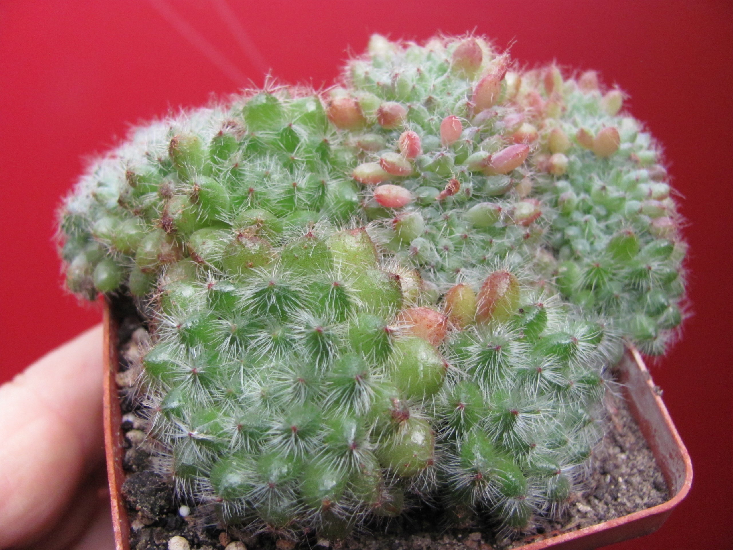 Echeveria setosa   cristata