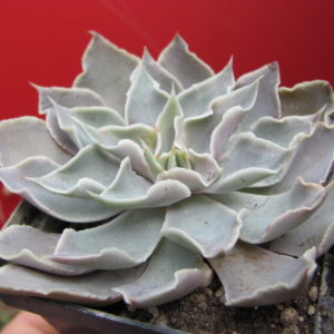 Echeveria   strictiflora   hybr.    F1