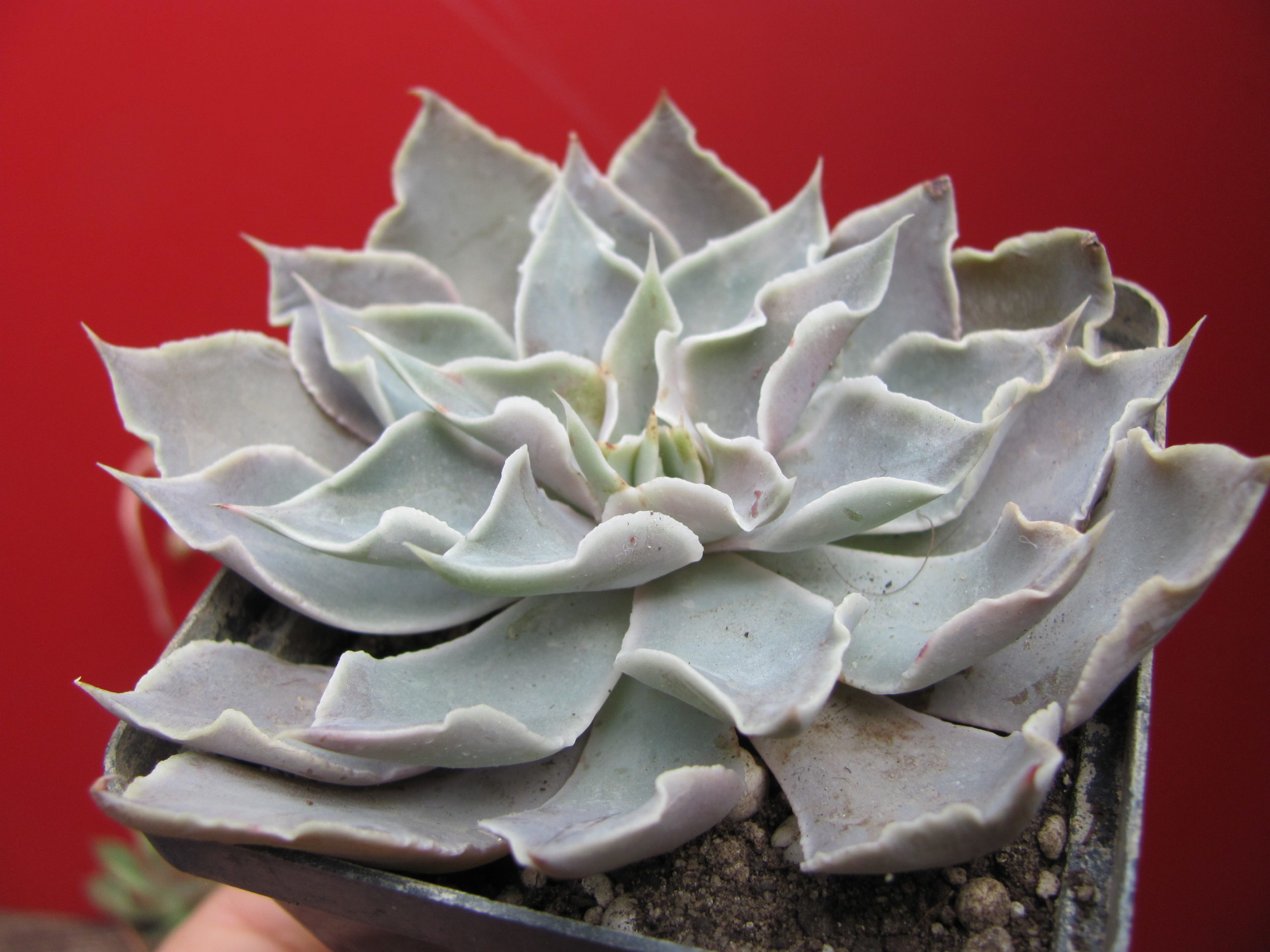 Echeveria   strictiflora   hybr.    F1