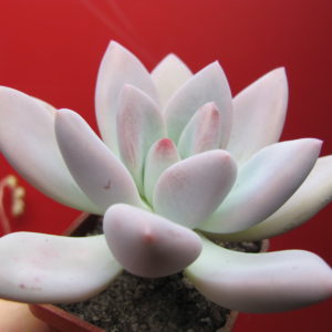Pachyveria   Opalina