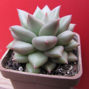 Echeveria   Van  Keppel