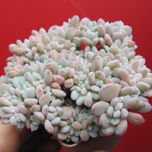 Echeveria  glauca   cristata