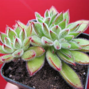 Echeveria   Set Oliver