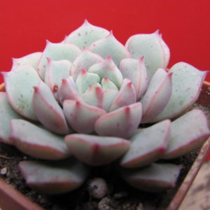 Echeveria   Panda  Face