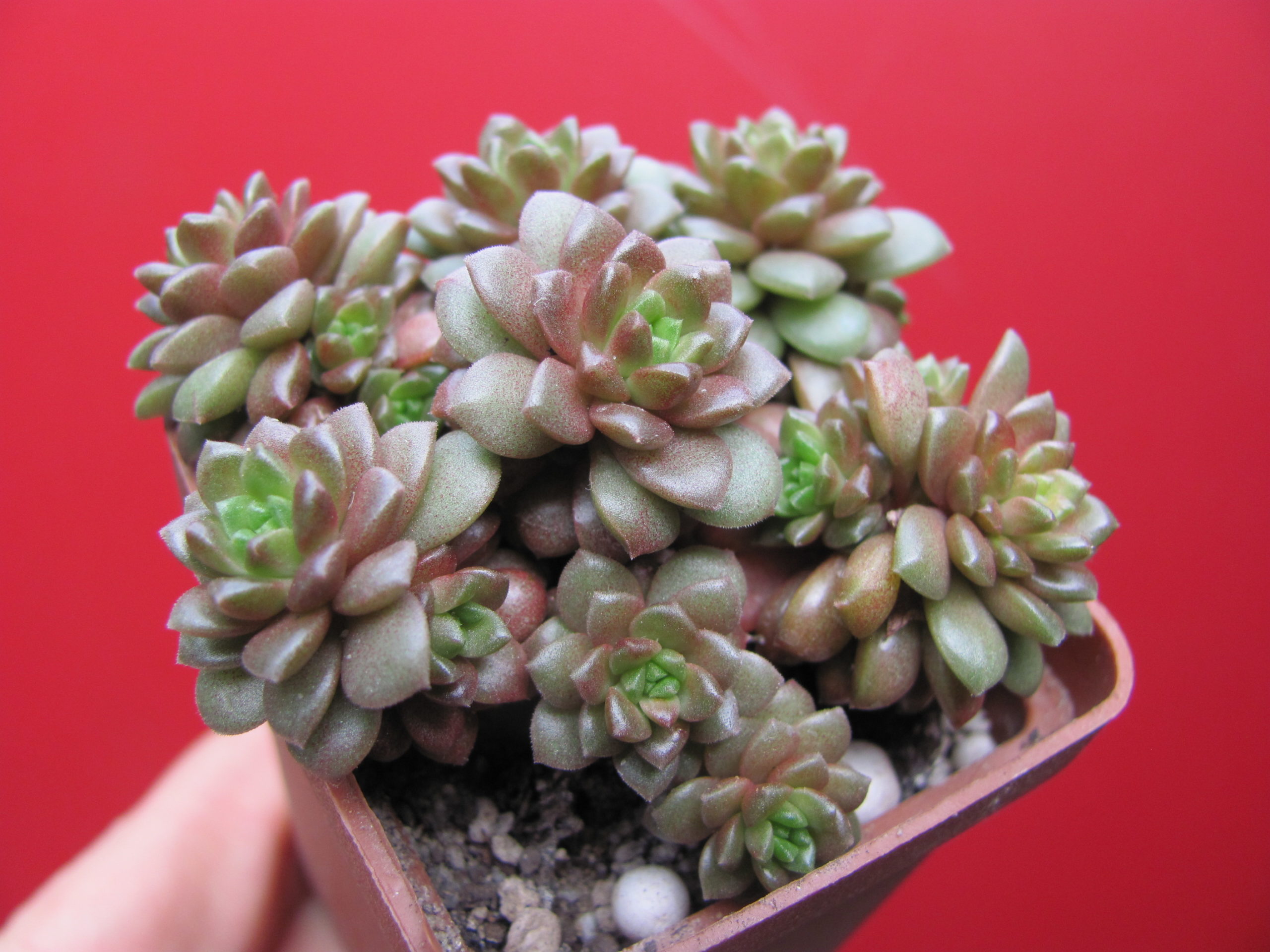 Cremnosedum    *Little  Gem*