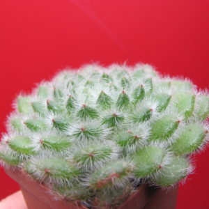 Echeveria    setosa