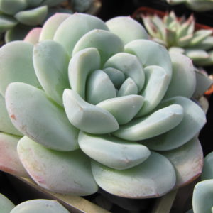 Echeveria    hybr.      #19