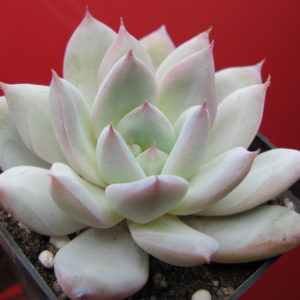 Echeveria   Beatrice