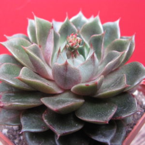 Echeveria    *Yamatomini*