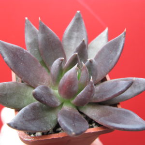 Echeveria   Black Knight