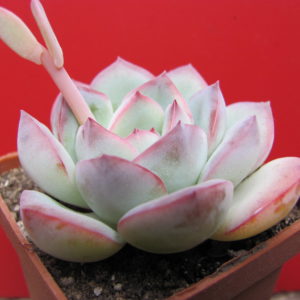 Echeveria   Hercules