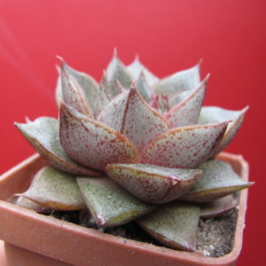 Echeveria    purpusorum    *White  form*