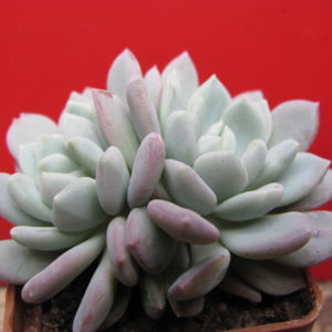 Echeveria   glauca