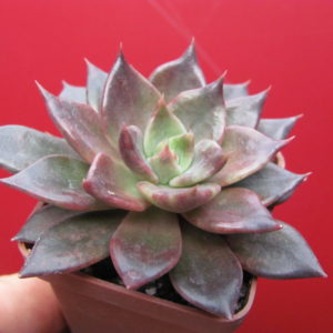 Echeveria    Alfred  Graf