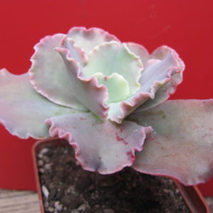 Echeveria   Double  Delight