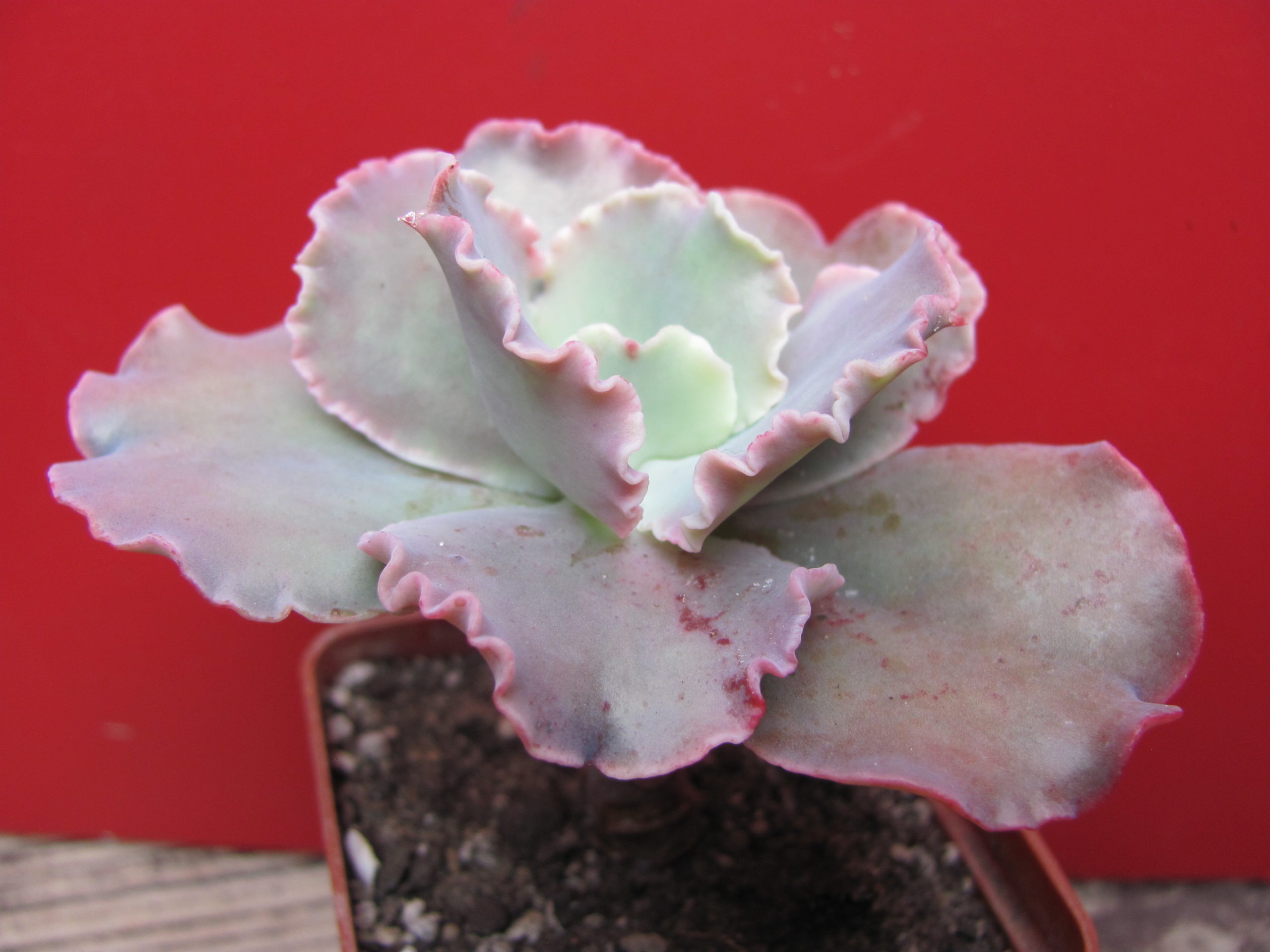 Echeveria   Double  Delight