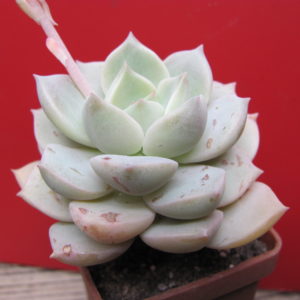 Echeveria   Titubans