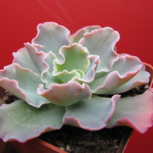 Echeveria    Blue  Curls