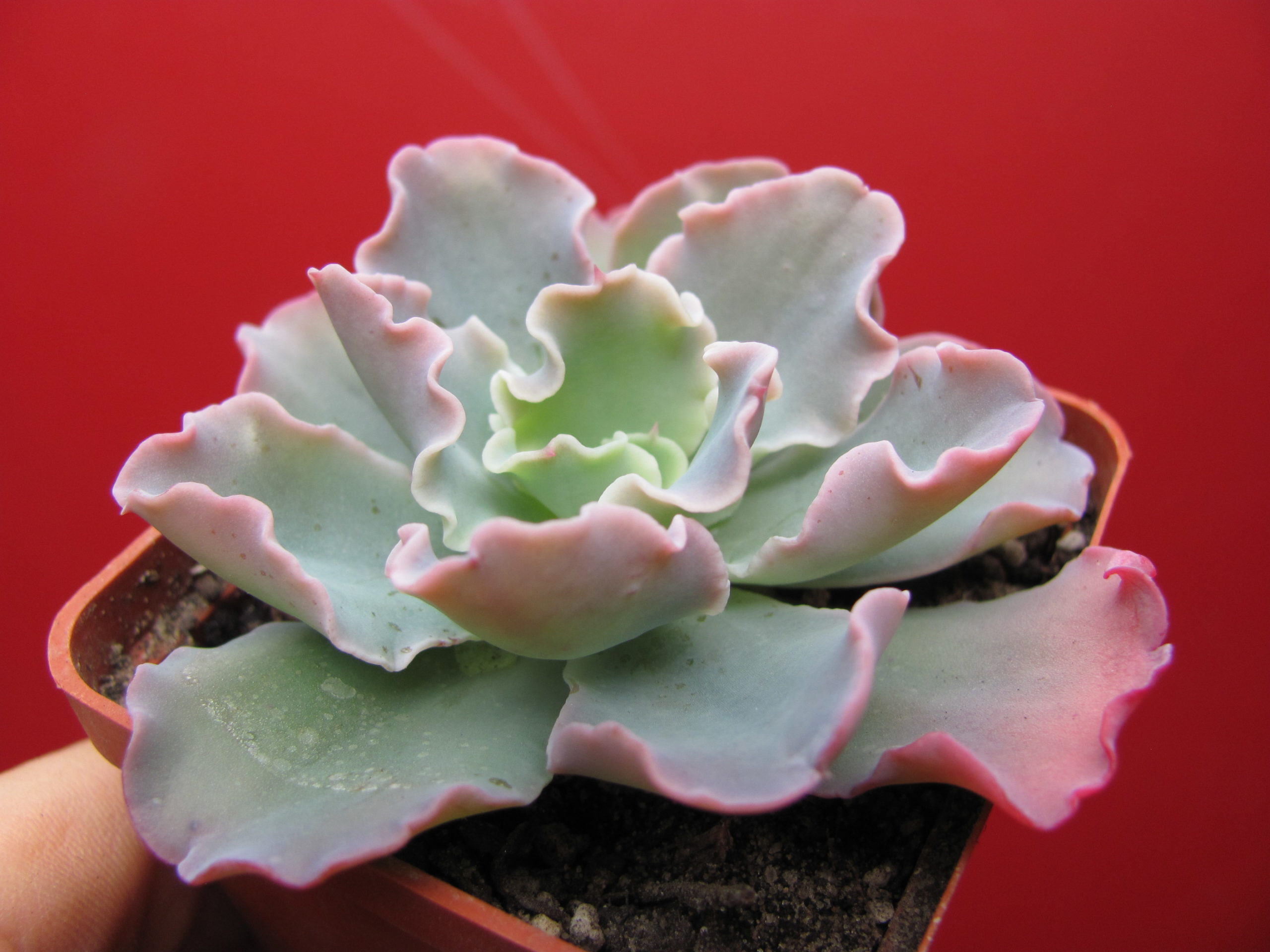Echeveria    Blue  Curls