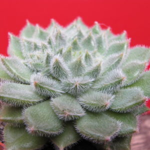 Echeveria    Glitters