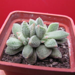 Crassula   ausensis    hybr.