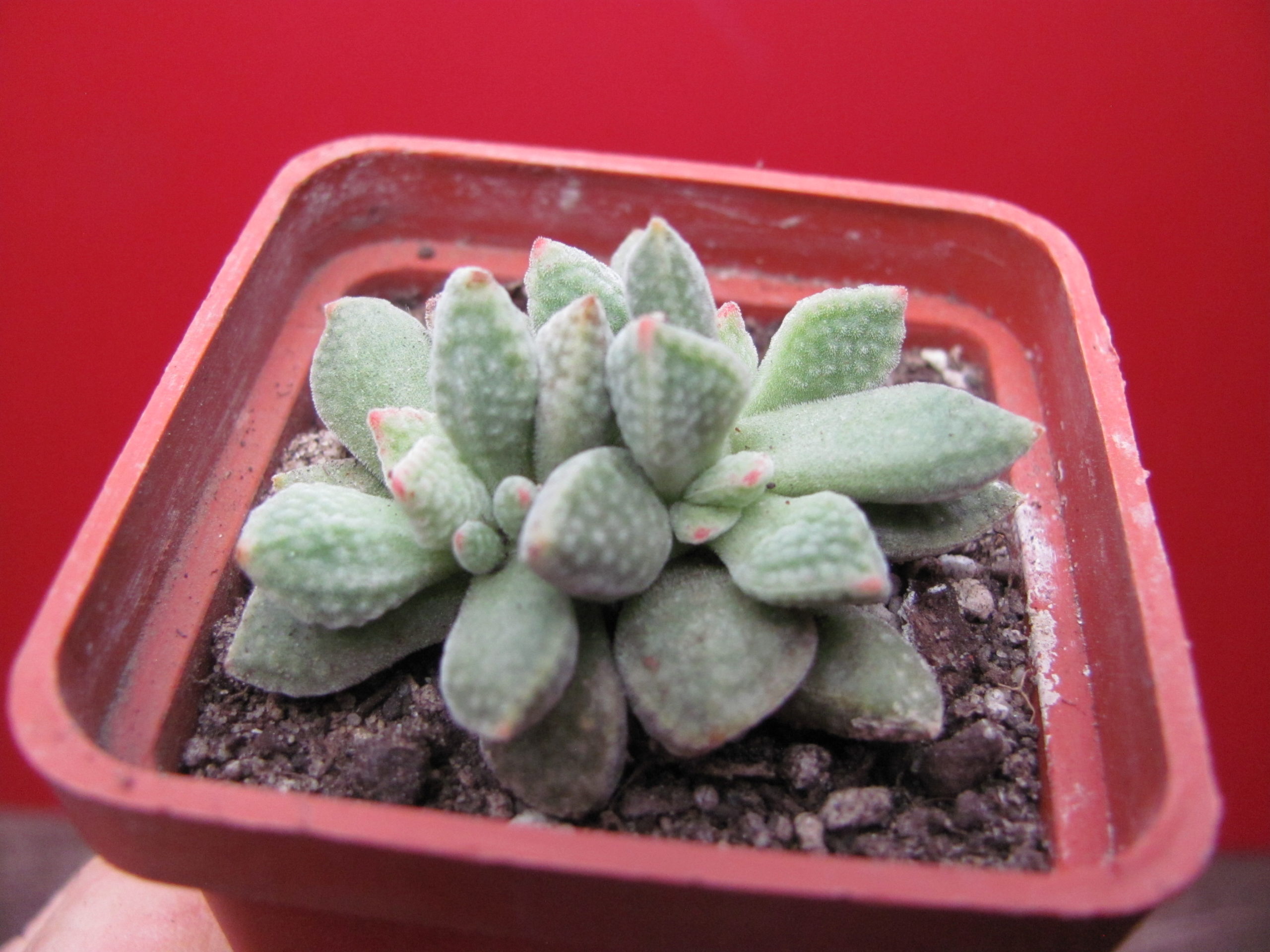 Crassula ausensis hybr.