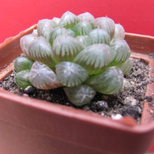 Haworthia   cooperi