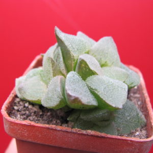 Haworthia  pygmaea