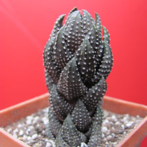 Haworthia   coarctata