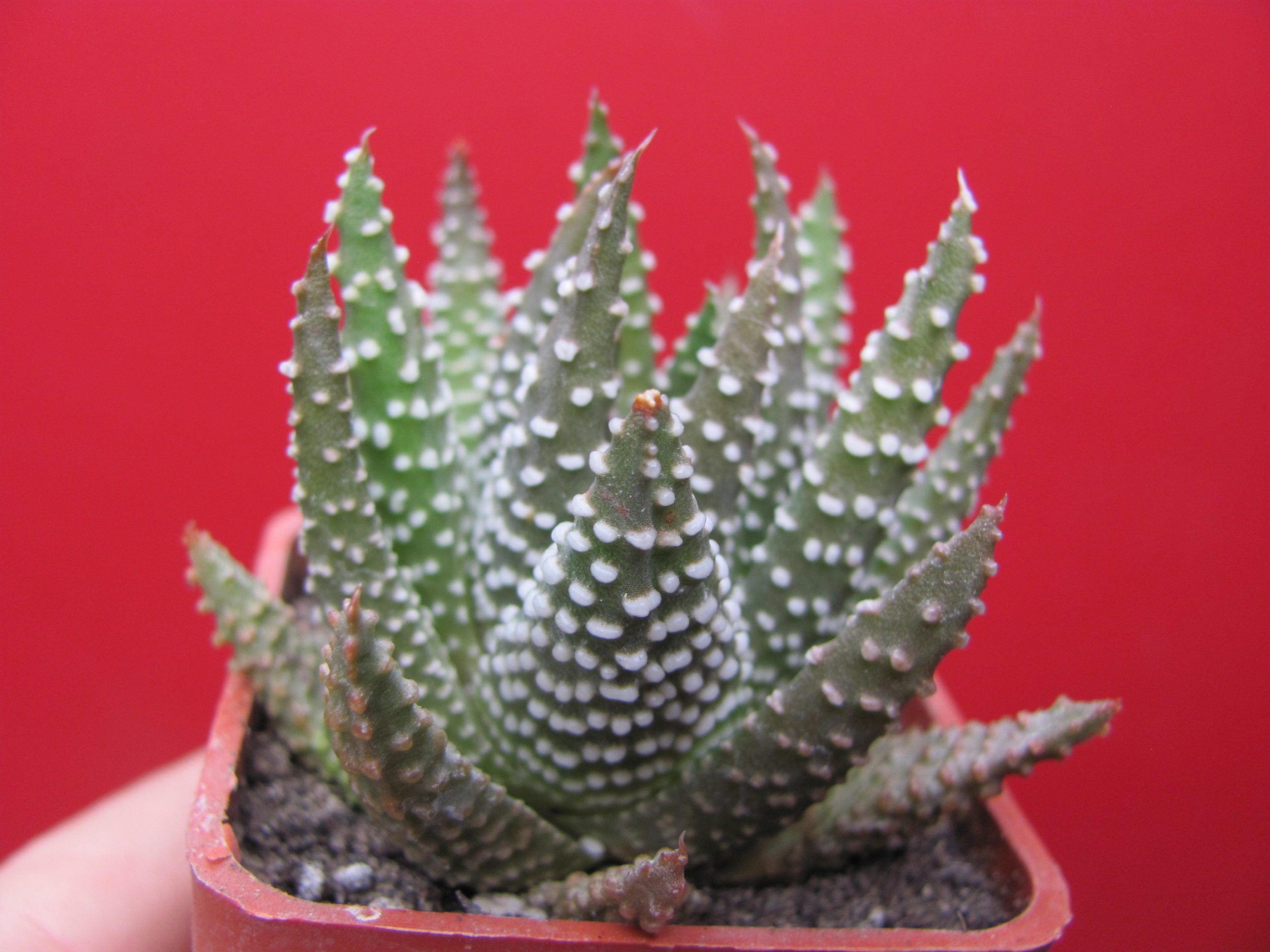 Haworthia   pumila