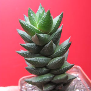 Haworthia   viscosa   hybr.