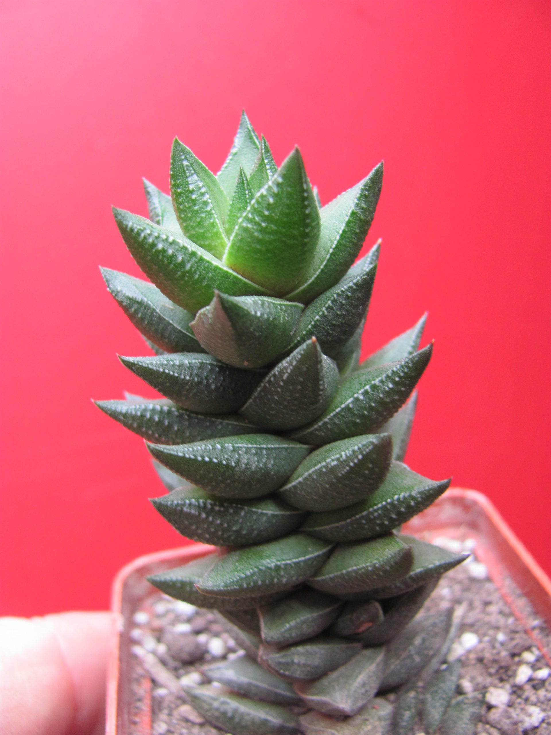 Haworthia   viscosa   hybr.
