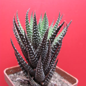 Haworthia   attenuata   cafidriftensis