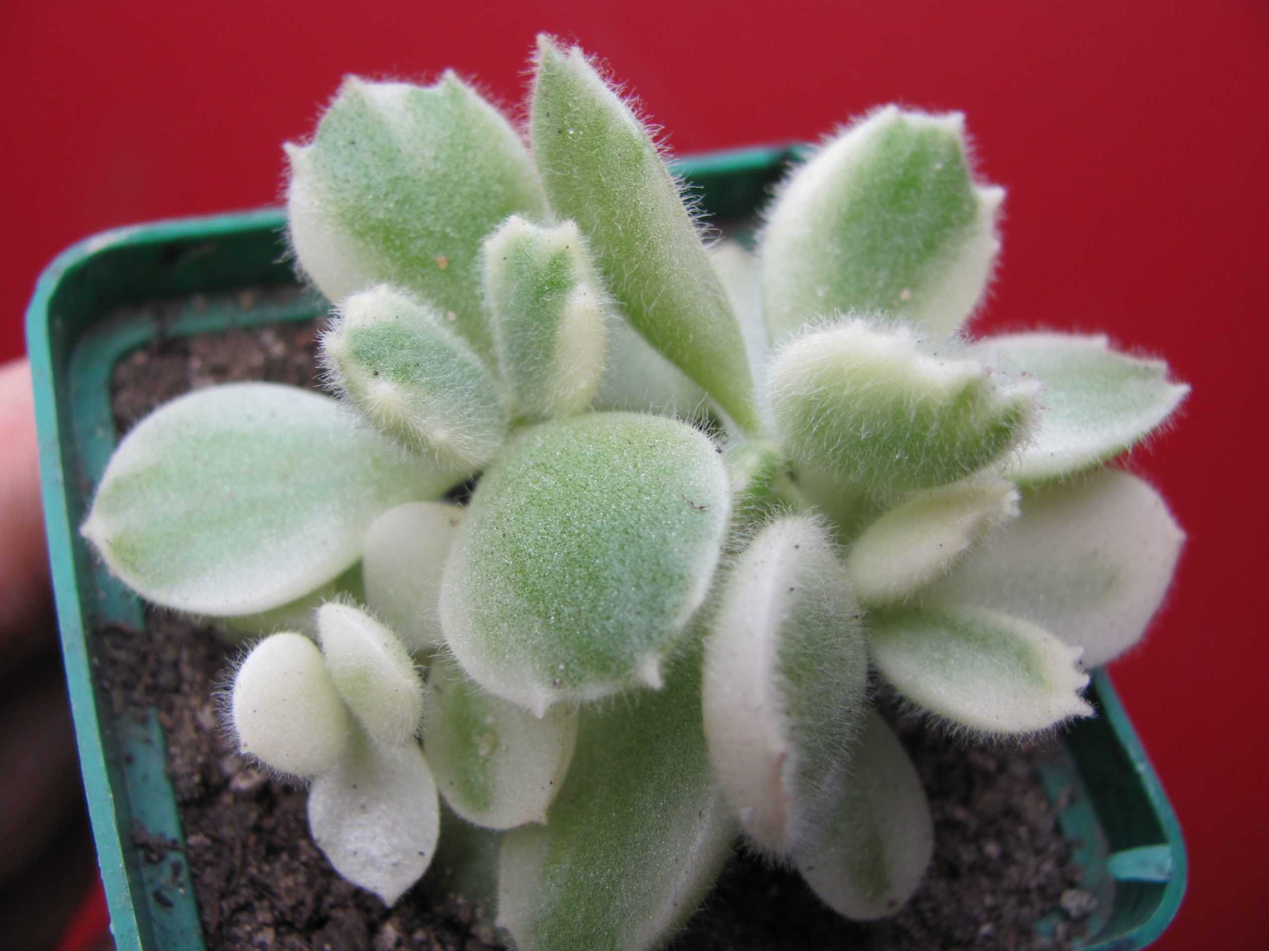 Cotyledon  tomentosa  variegata